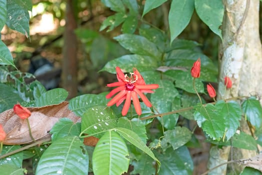 Beautiful Wildflower in the Amazon rainforest near Alta Floresta, Brazil