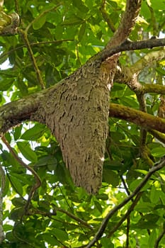 Termite Nest in a Rainforest Tree in the Amazon near Alta Floresta, Brazil