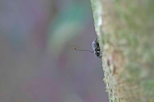 Zombie Beetle attacked by Fungus in the Rainforest near Alta Floresta, Brazil