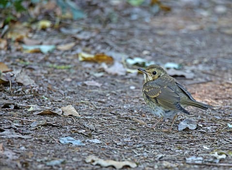 Young thrush chick Turdus philomelos on forest floor