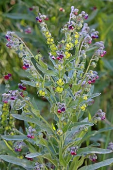 Common dog tongue Cynoglossum officinale