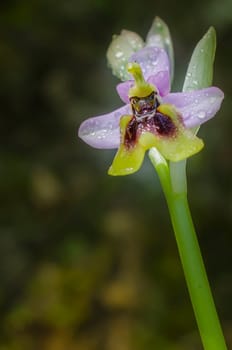 orchis champagneuxii