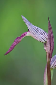 orchis champagneuxii