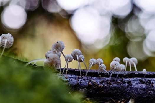 Mushroom macro photography in natural wolrd