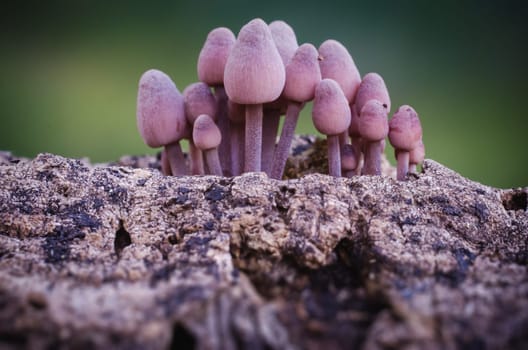 Mushroom macro photography in natural wolrd