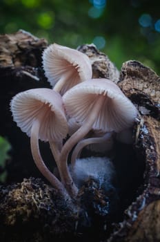 Mushroom macro photography in natural wolrd