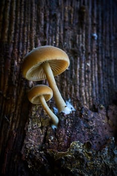 Mushroom macro photography in natural wolrd