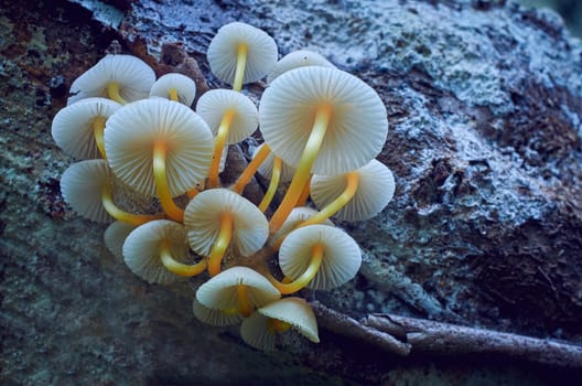 Mushroom macro photography in natural wolrd