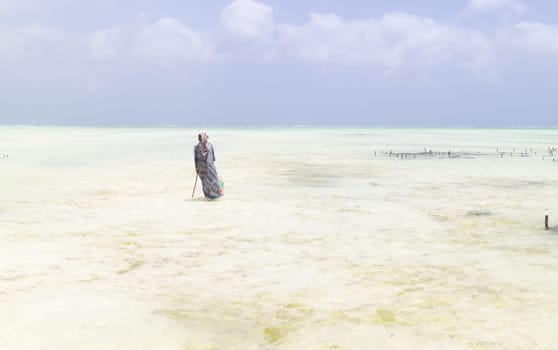 Rows of seaweed on a seaweed farm in kitesurfing lagoon near Paje village, Zanzibar island, Tanzania.