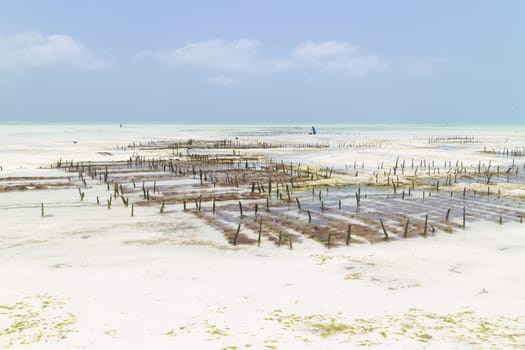 Rows of seaweed on a seaweed farm in kitesurfing lagoon near Paje village, Zanzibar island, Tanzania.