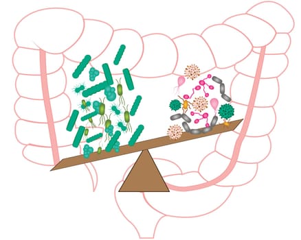 Intestinal bacteria flora. Good and bad bacterias. Vector illustration