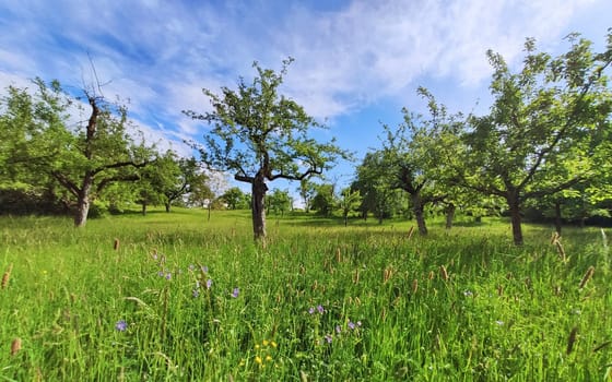 Orchard with trees and green meadow, blue sky, no clouds