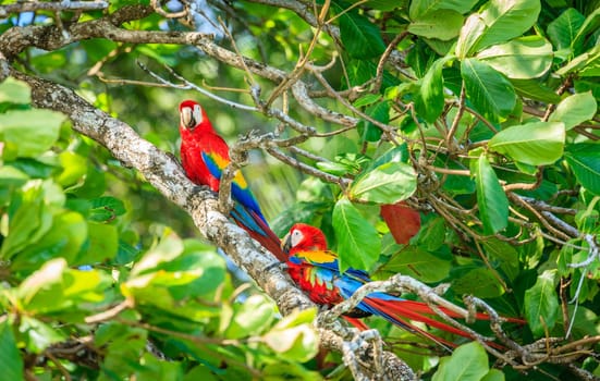 A pair of scarlet macaws on a tree in Corcovado National Park in Costa Rica