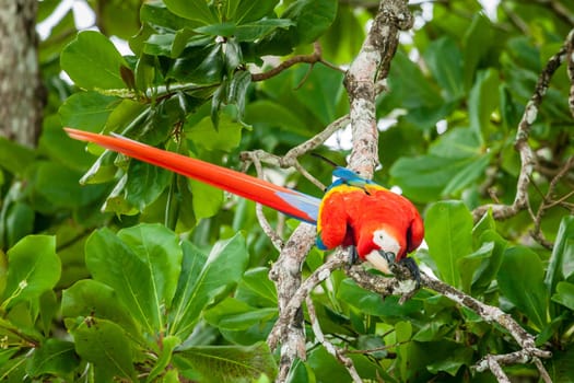 Scarlet macaw parrot on a tree in Corcovado National Park in Costa Rica