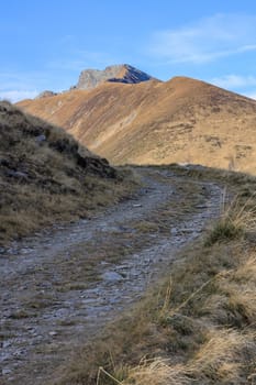 forest road in the Fagaras Mountains, Romania