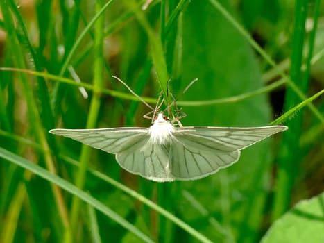 Green-veined white on a grass