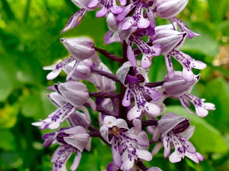 military orchid, wildflower in Germany
