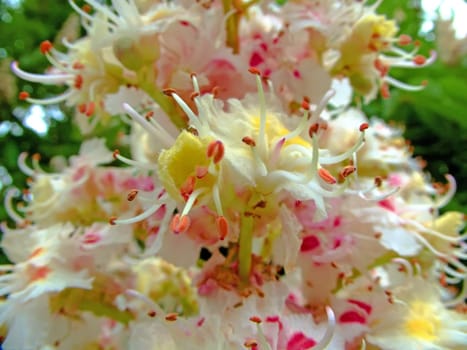 Chestnut blossom in spring in Germany