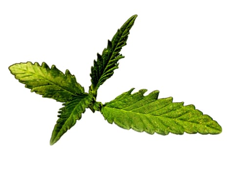 hemp, closeup of a branch with green leaves