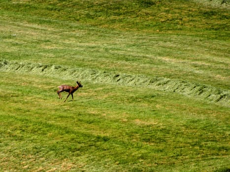 roebuck on a meadow in spring in Germany