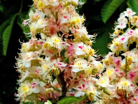 Chestnut blossom in spring in Germany