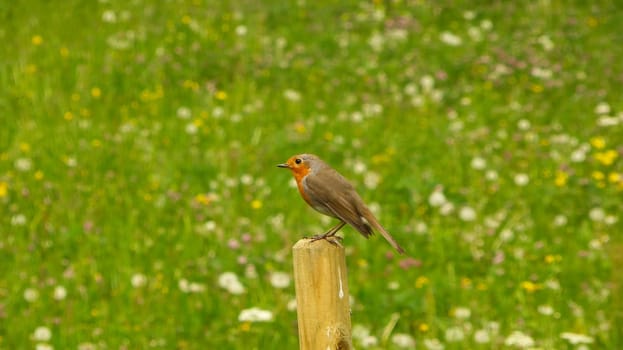 European robin sits on a mast in spring in Germany