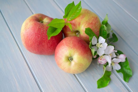 Ripe apples with blossoms on blue wooden background
