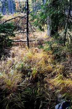 Forest in Slovakian Mountains
