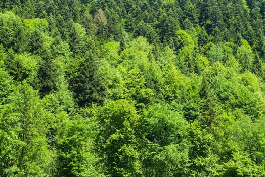 Forest in Spring with new branches and  leaves