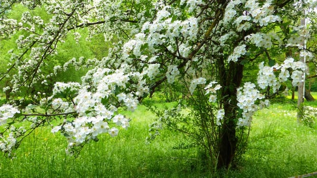 hawthorn blossom in spring in Germany