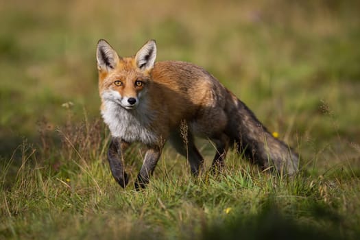 Curious red fox, vulpes vulpes, approaching on meadow in summer at sunrise. Wild mammal with orange fur facing camera and taking a step from front view. Sunlit animal wildlife scenery from nature
