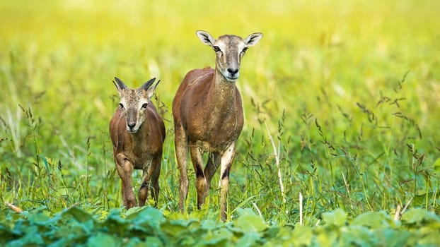 Adorable female mouflon, ovis orientalis, with young walking forward and looking on field in summer. Beautiful wild sheep in green nature. Ewe and yeanling approaching from front view.