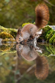 Lovely red squirrel, sciurus vulgaris, with fluffy tail drinking water from pond in green spring forest with symmetrical reflection on surface. Tranquil wildlife scenery from nature.