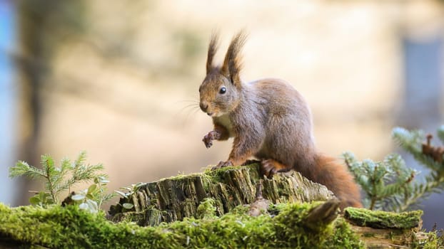 Surprised red squirrel, sciurus vulgaris, stretching hand forward in forest with little spruce tree. Interested fluffy mammal with orange fur on a tree stump with copy space