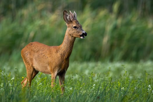 Young roe deer, capreolus capreolus, buck with antlers standing on a green meadow and feeding in summer. Male mammal with orange and brown fur grazing on grass from side view.