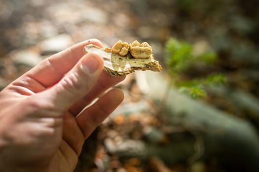 Hand of zoological scientist holding a fraction of jaw bone for brown bear, ursus arctos, with teeth. Ecological scholar researching wild animals in summer nature.