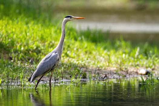 Alert grey heron, ardea cinerea, standing in river with blurred green background in summer nature. Attentive predator bird in upright position watching.