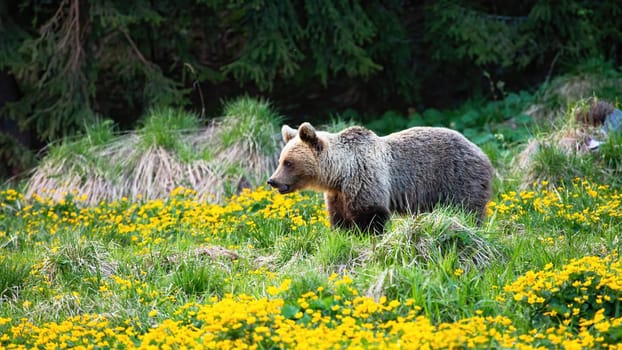 Blond brown bear, ursus arctos, female with pale fur looking aside on a meadow with flowers in spring. Wild mammal in authentic natural environment with copy space.