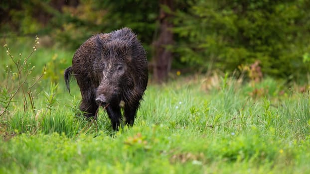 Impressive wild boar, sus scrofa, with wet fur and big snout looking for some food on the spring grassland. Curious hog on the walk in green forest. Majestic wild animal showing its dominance.