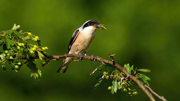 Male red-backed shrike, lanius collurio, sitting on a twig and holding insect in beak in summer sunny nature. Wild bird with a catch perched on branch from front view with copy space.