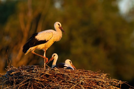Young white stork, ciconia ciconia, standing and lying down on nest sunlit by evening rays in summer. Three bird with plumage sitting in breeding season from side view.