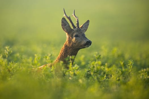 Roe deer, capreolus capreolus, buck looking for mate in rutting season in the morning sunshine. Attentive wild mammal with orange fur and antlers hiding in tall vegetation in summer nature.