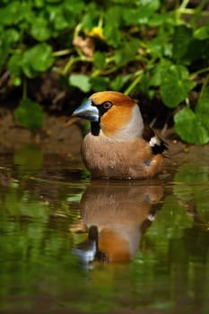 Colorful male hawfinch, coccothraustes coccothraustes, bathing in water with green leafs in background. Garden bird with string beak cleaning in pond in summer nature.