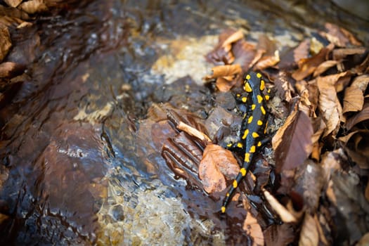 Dark fire salamander, salamandra salamandra, with yellow spots crawling on leafs near water in spring forest. Endangered animal wildlife in natural habitat.