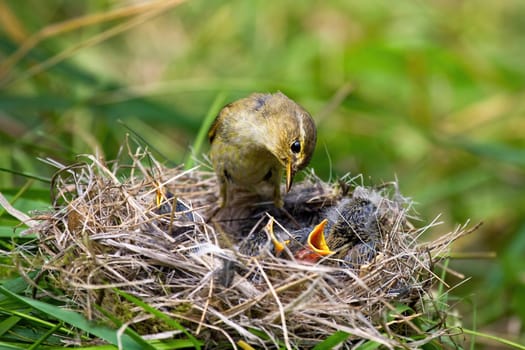 Willow warbler, phylloscopus trochilus, feeding little chicks on nest in summer nature. Family of wild bird with brown and yellow plumage breeding. Mother animal with young offsprings.