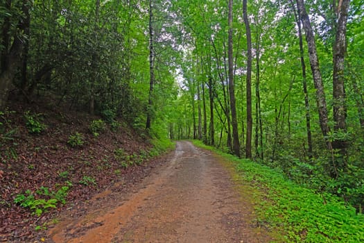 Rainy Trail in the Mountains in the Spring in the Great Smoky Mountains in North Carolina
