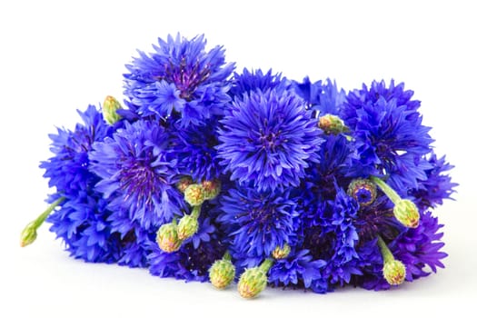 cornflowers on white background