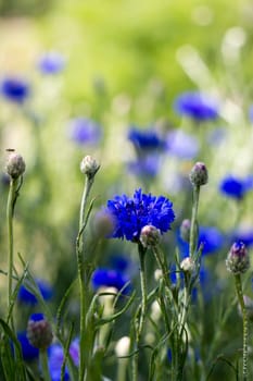 cornflowers - close up, soft focus