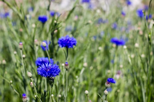 cornflowers - close up, soft focus