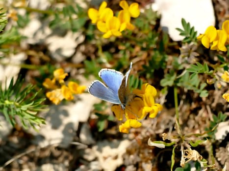 Adonis blue on horseshoe vetch
